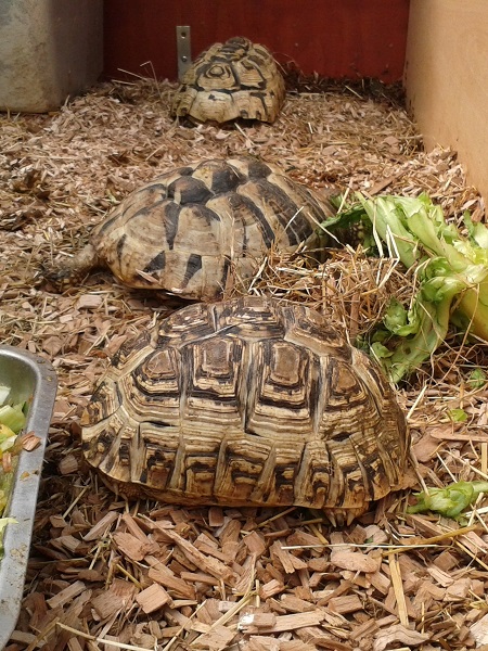 element Sui Uitstroom Griekse landschildpadden – Apenhof